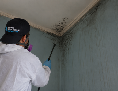 seattle mold removal specialist